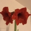 Amie73