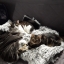 Cricri074
