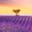 Clochette64