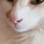 PepitOreo