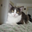 kITTY88