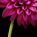 Flower-e7f09135-4473-38c7-82ae-db34a5313779