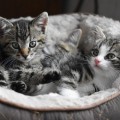 chat