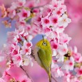 cerisier-du-japon-2