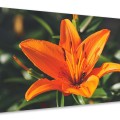 tableau-sur-toile-lys-fleur-orange-xl_big01