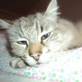 11231315_10206073604937563_2173469726218768535_n