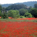 coquelicots-a-saint-zacharie