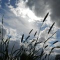 Cherche amie sincère pour balades nature