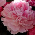 pivoine-181113
