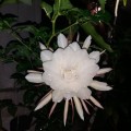 IMG-20180731-WA0008