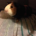 Cookie 3