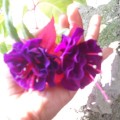 fleurs en main