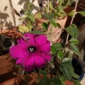 IMG-20211124-WA0000