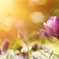 Crocus mauves