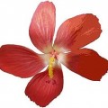 JPEG_example_flower