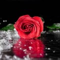 depositphotos_152758800-stock-photo-red-rose-with-water-drops