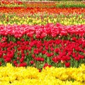 champ de tulipes