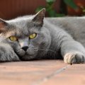 Chartreux-1024x680