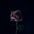 3840x2160_rose-flower-black-background-bud