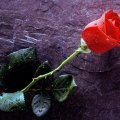 en requête d'amies