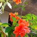 IMG-20210404-WA0019