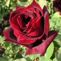 549px-Rose_Papa_Meilland