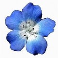 Fleur bleue