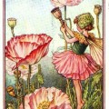shirley-poppy-flower-fairy-print-cicely-mary-barker