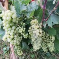 IMG-20200731-WA0002
