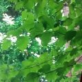 Nouvelle arrivée