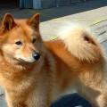 spitz-finlandais-1-093802