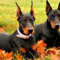 Art.7-Doberman