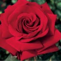 IMG_20190419_181134