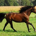 Vacances equitation