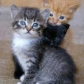 FB_IMG_1542037281715