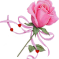 323289rose