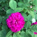 IMG-20230526-WA0016