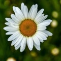 gros-plan-belle-fleur-daisy-oxeye_181624-11106