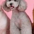 adorable