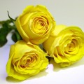 rose-jaune