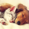 CE FAIRE DES AMIES