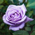 006621-Rosier-buisson-violet_1x800