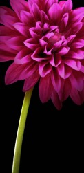 Flower-e7f09135-4473-38c7-82ae-db34a5313779
