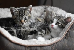 chat