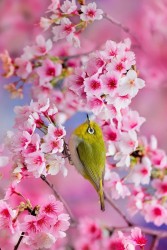 cerisier-du-japon-2