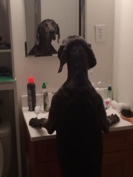 chien miroir