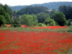 coquelicots-a-saint-zacharie