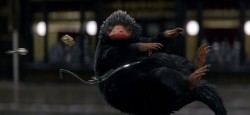 174%2Fwebedia-cine-news%2F8d4%2Fccd%2F858a2178e098df52e1def69d84%2Fles-animaux-fantastiques-2-quelles-creatures-seront-de-retour_1394497-le-niffleur-dans-les-animaux-fantastiqu-orig-1
