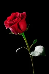 rose rouge