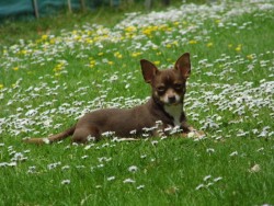 bambi